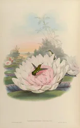 Chlorostilbon poortmani